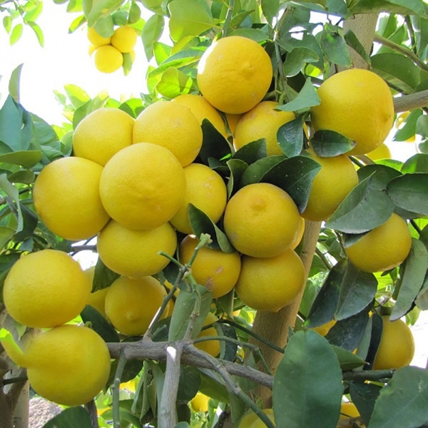 لیمو شیرین وزن 1 کیلوگرم
