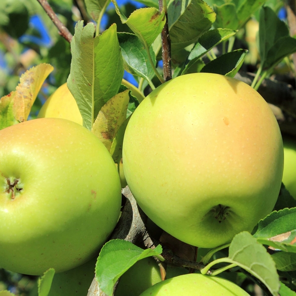 سیب زرد وزن 1 کیلوگرم