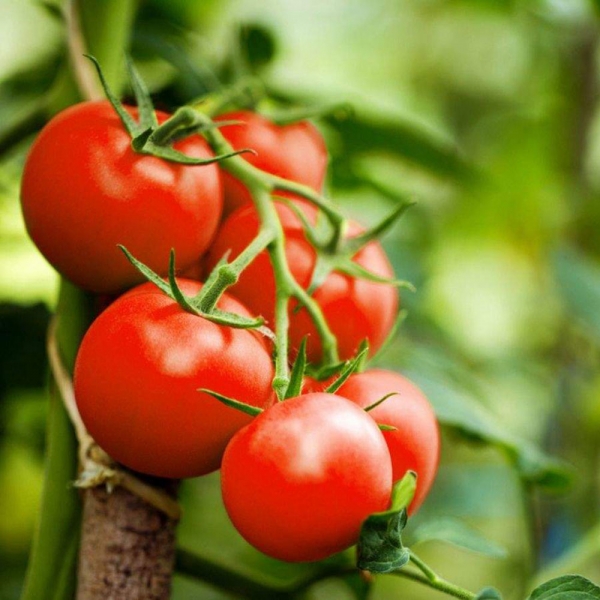 گوجه فرنگی وزن 1 کیلوگرم